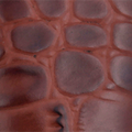 Brown Lux Leather / 30-32